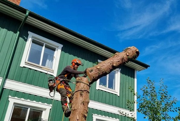 Arborist i Uppsala