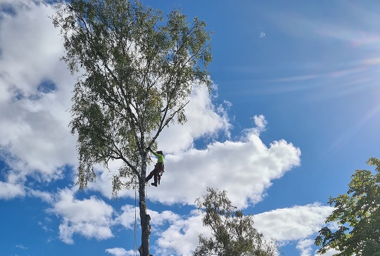 Trädfällare i Täby